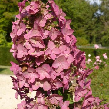 Hydrangea paniculata Mega Mindy