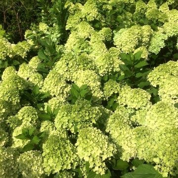 Hydrangea paniculata Mojito