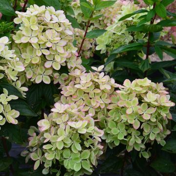 Hydrangea paniculata Pastelgreen