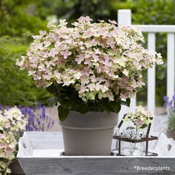 Hydrangea paniculata Switch Ophelia