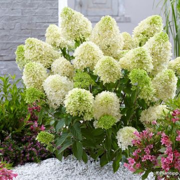 Hydrangea paniculata Skyfall