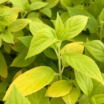 Hydrangea paniculata Sunlight