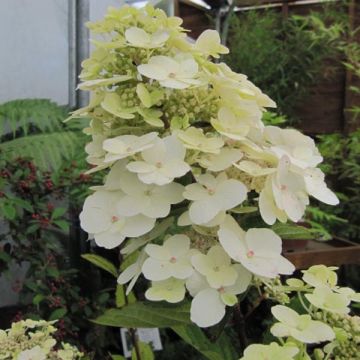 Hortensia - Hydrangea paniculata Unique