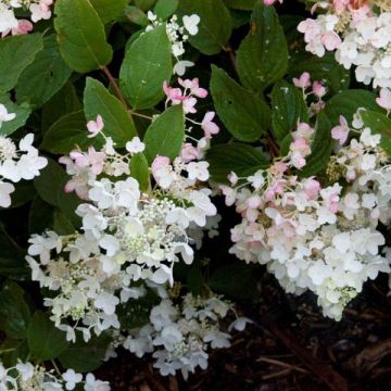 Hydrangea paniculata White Diamond