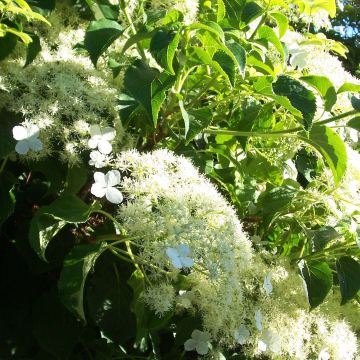 Hydrangea petiolaris Flying Saucer- Climbing Hydrangea