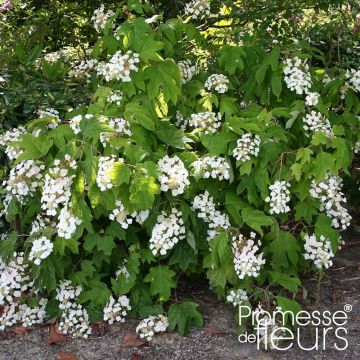 Hydrangea quercifolia Alice