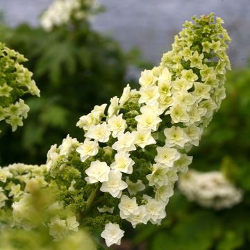 Hortensia à feuilles de chêne - Hydrangea quercifolia Gatsby Star