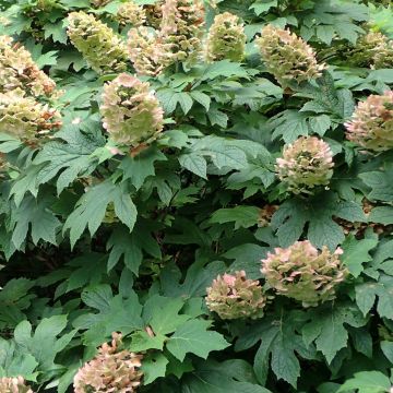 Hydrangea quercifolia Jetstream