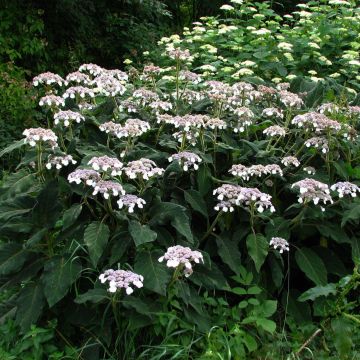 Hydrangea aspera subsp.sargentiana