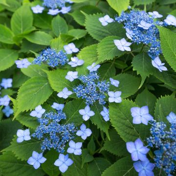 Hydrangea serrata Annies Blue - Mountain Hydrangea