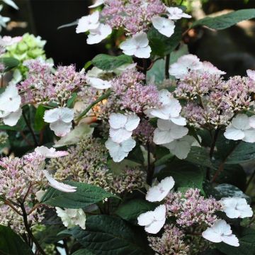 Hydrangea serrata Intermedia 