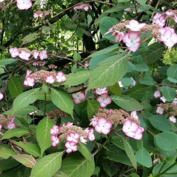 Hydrangea serrata Kiyosumi - Mountain Hydrangea