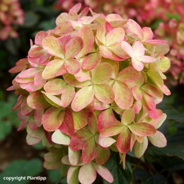 Hydrangea paniculata Graffiti