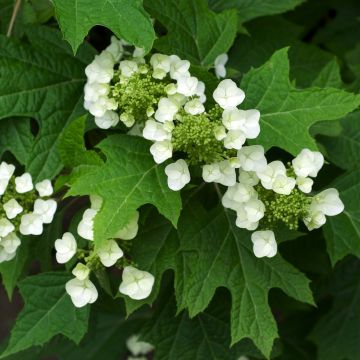 Hydrangea quercifolia Bultinks Giant Flowers