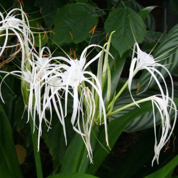 Hymenocallis longipetala - Spider Lily