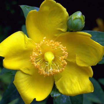 Hypericum Hidcote