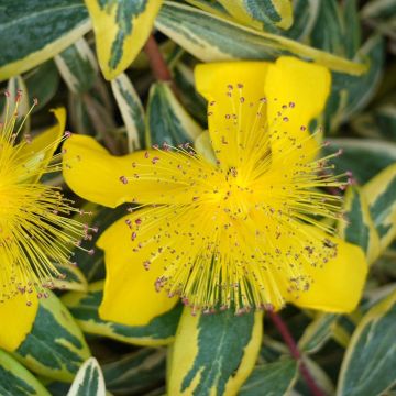 Hypericum calycinum Carnival Crowthyp - St. John's wort