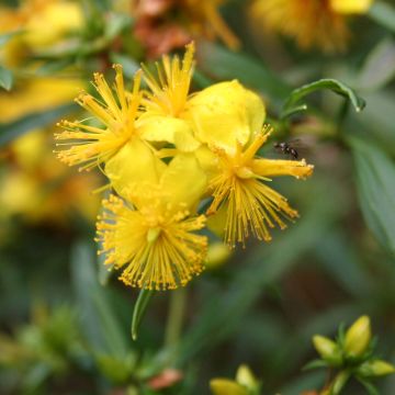 Hypericum densiflorum Buttercup - St. John's wort