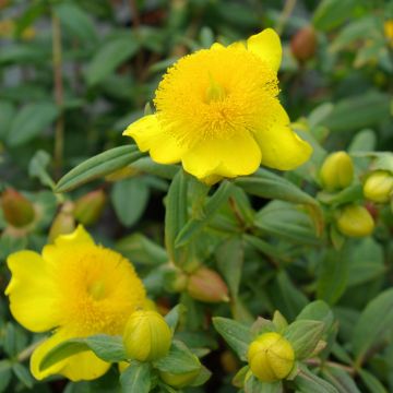 Hypericum frondosum Sunburst - St. John's Wort