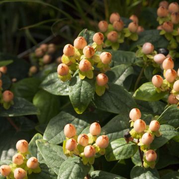 Hypericum inodorum Magical Pumpkin - Millepertuis