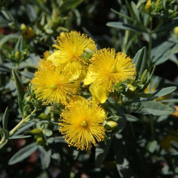 Hypericum kalmianum Blue Velvet - St. John's wort