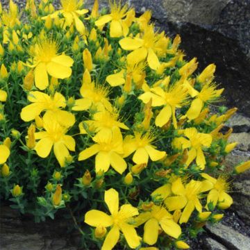 Hypericum olympicum - St. John's wort