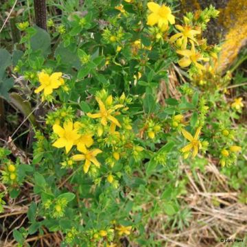 Hypericum perforatum - St. John's wort