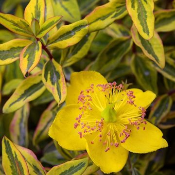 Hypericum x moserianum Little Misstery - St. John's wort