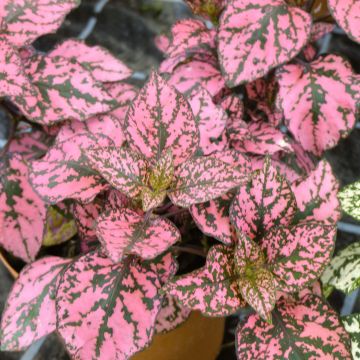 Hypoestes phyllostachya Hippo Pink - Polka Dot Plant