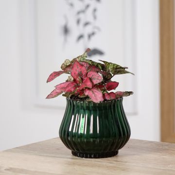 Hypoestes phyllostachya Red - Polka dot plant
