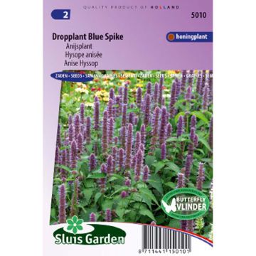 Agastache foeniculum Blue Spike - Anise Hyssop