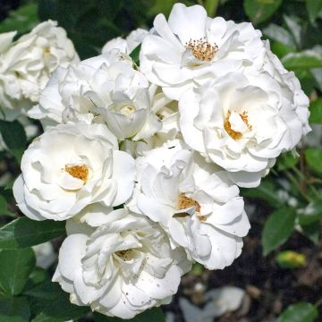 Rosa  'Fée des Neiges' (Iceberg) - Standard Rose