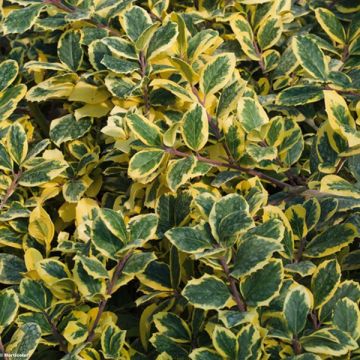 Ilex Golden King - Holly