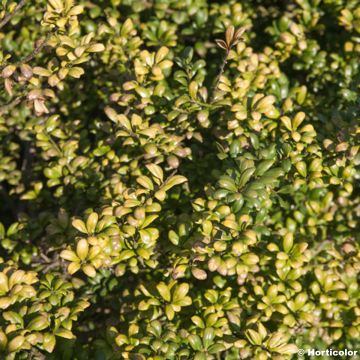 Crenate Holly - Ilex crenata Convexa