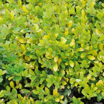 Ilex crenata Golden Gem - Japanese Holly