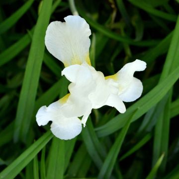 Iris sibirica Chartreuse Bounty - Siberian Iris
