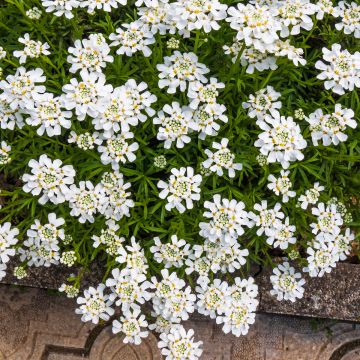 Iberis Sempervirens Snowflake