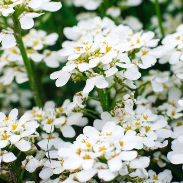 Iberis sempervirens Appen-Etz