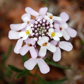 Iberis sempervirens Pink Ice