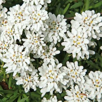 Iberis sempervirens Weisser Zwerg