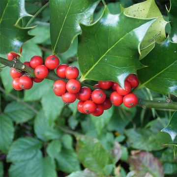 Ilex aquifolium - Common Holly