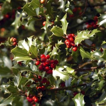 Ilex aquifolium Alaska - Common Holly