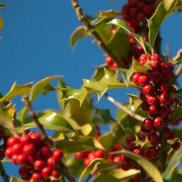 Houx commun - Ilex aquifolium JC Van Tol