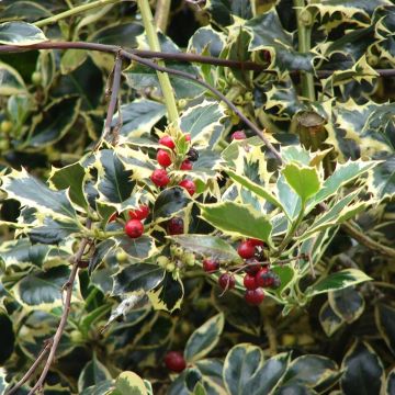 Ilex aquifolium Madame Briot - Common Holly