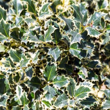 Ilex aquifolium Silver Queen - Common Holly