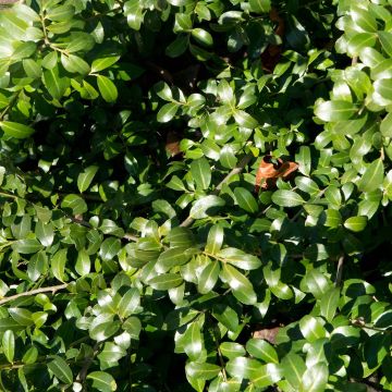 Ilex crenata Green Hedge - Japanese Holly