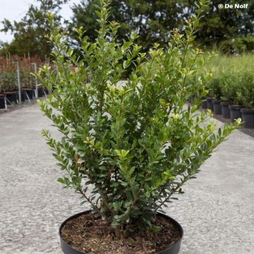 Ilex crenata Caroline Upright - Japanese Holly