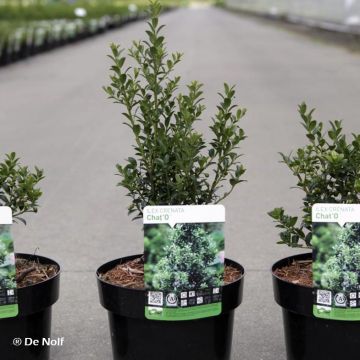 Ilex crenata Chat'o ('Farrowsk6')