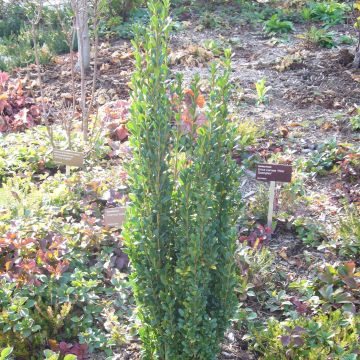 Ilex crenata Fastigiata - Japanese Holly