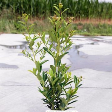 Ilex maximowicziana Kanehirae - Houx Mutchagara 